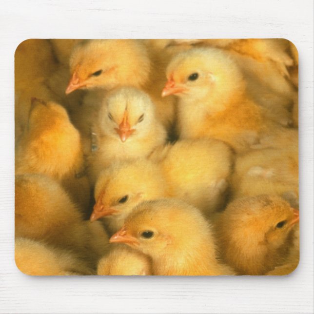 Babyküken Mousepad (Vorne)