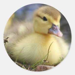 Babymuscovy-Entlein Runder Aufkleber
