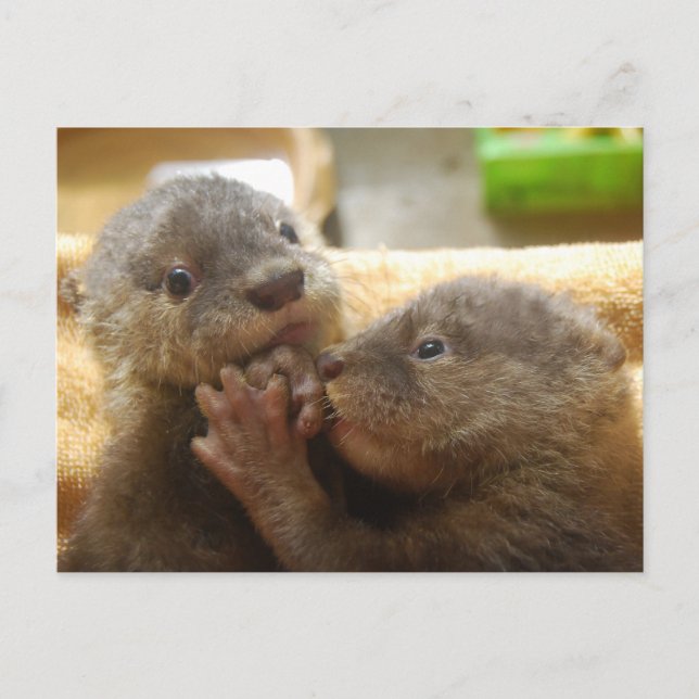 Babyotter Postkarte (Vorderseite)