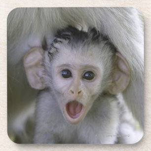 Babypavian unter seine Mutter Untersetzer