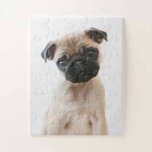 Babyportrait Mops