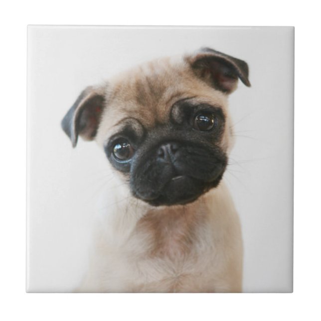 Babyportrait Mops Fliese (Vorderseite)