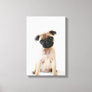Babyportrait Mops Leinwanddruck