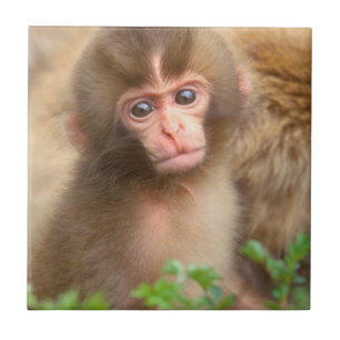Babyportrait "Snow Monkey" Fliese
