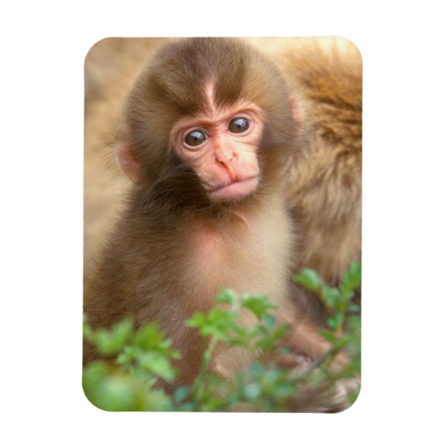 Babyportrait "Snow Monkey" Magnet (Vertikal)