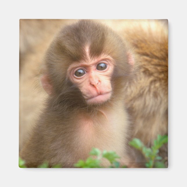 Babyportrait "Snow Monkey" Magnet (Vorne)