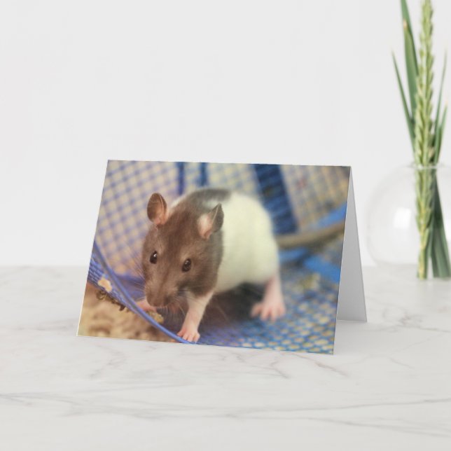 Babyratte Karte (Vorderseite)
