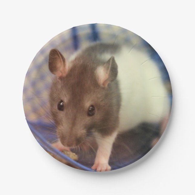 Babyratte Pappteller (Vorderseite)
