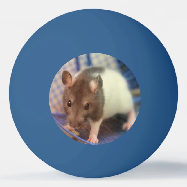 Babyratte Tischtennisball (Vorderseite)