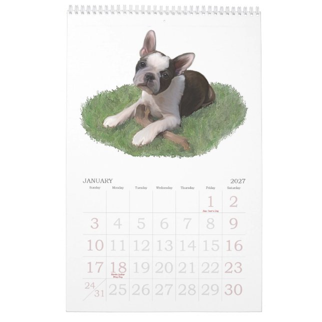 Babys Bostons Terrier Kalender (Jan 2027)