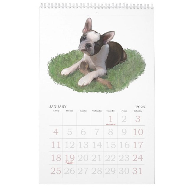 Babys Bostons Terrier Kalender (Jan 2026)