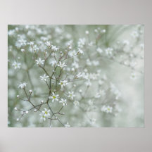 Baby's Breath Flowers Dreamy Nature Photography