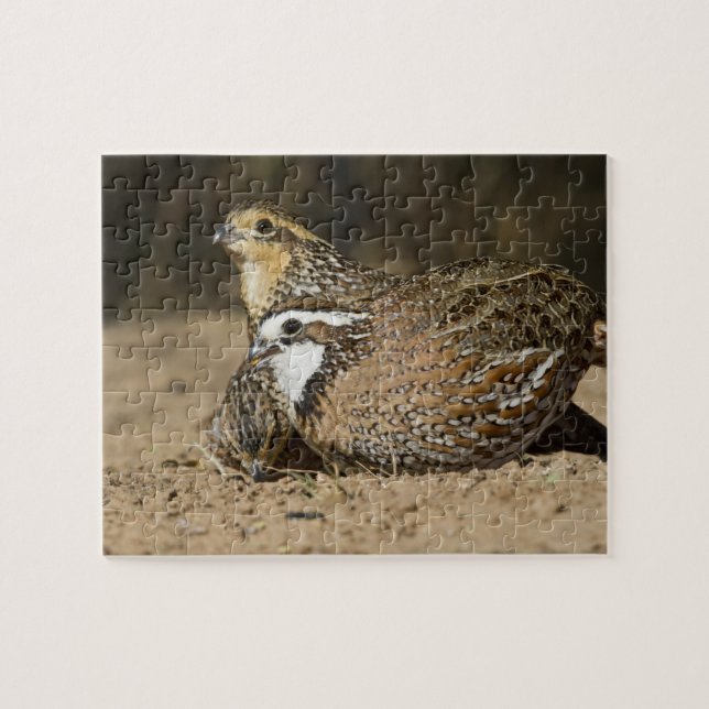 Babys von Bobwhite aus dem Nordwesten am Teich zum (Horizontal)