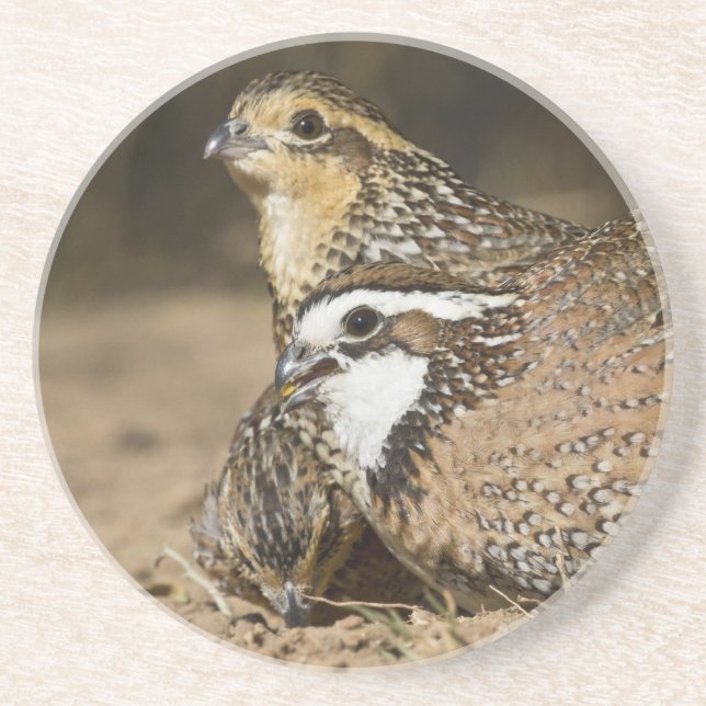 Babys von Bobwhite aus dem Nordwesten am Teich zum Getränkeuntersetzer (Vorne)