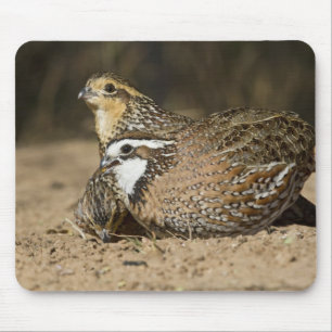 Babys von Bobwhite aus dem Nordwesten am Teich zum Mousepad