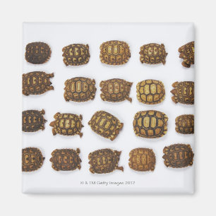 Babyschildkröten vereinbart in den Reihen Magnet
