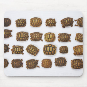 Babyschildkröten vereinbart in den Reihen Mousepad