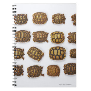 Babyschildkröten vereinbart in den Reihen Notizblock