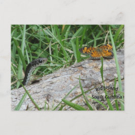 Babyschlange und Schmetterling teilen sich ein Pro Postkarte