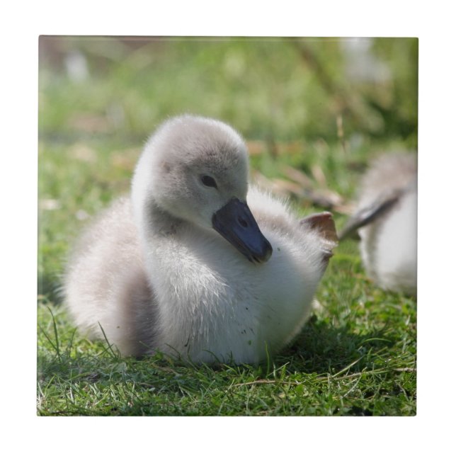 Babyschwan Fliese (Vorderseite)