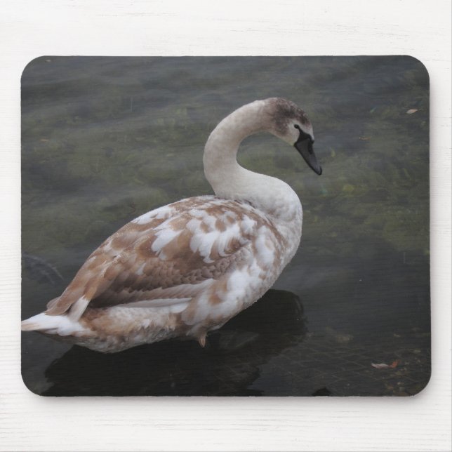 Babyschwan Mousepad (Vorne)