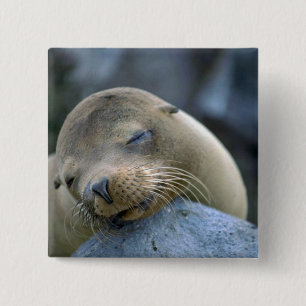Babyseelöwe, Galapagos-Inseln Button