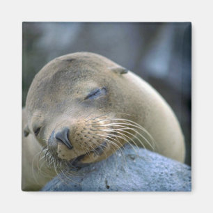 Babyseelöwe, Galapagos-Inseln Magnet