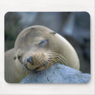 Babyseelöwe, Galapagos-Inseln Mousepad