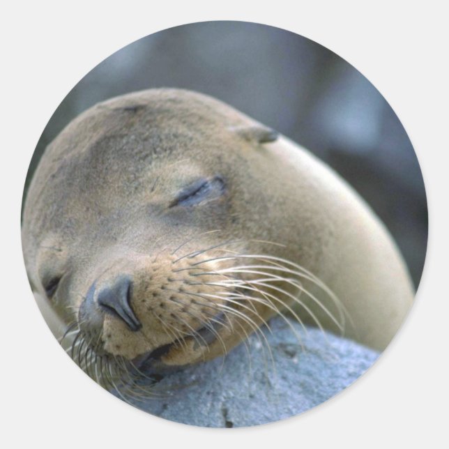 Babyseelöwe, Galapagos-Inseln Runder Aufkleber (Vorderseite)