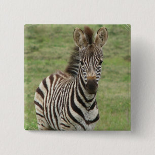 Babyzebra-Quadrat-Button Button