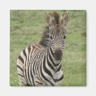 Babyzebra-Quadrat-Magnet Magnet