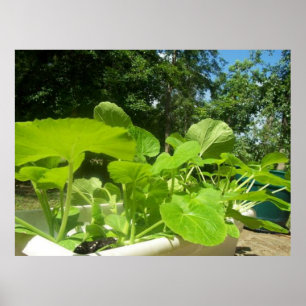 Babyzucchini-Pflanzen im vorderen Portal arbeiten Poster