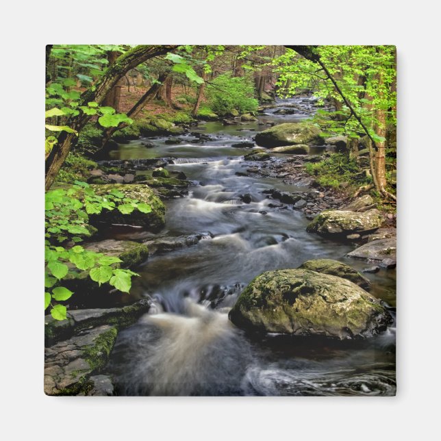 Bach fließt durch den Wald Magnet (Vorne)