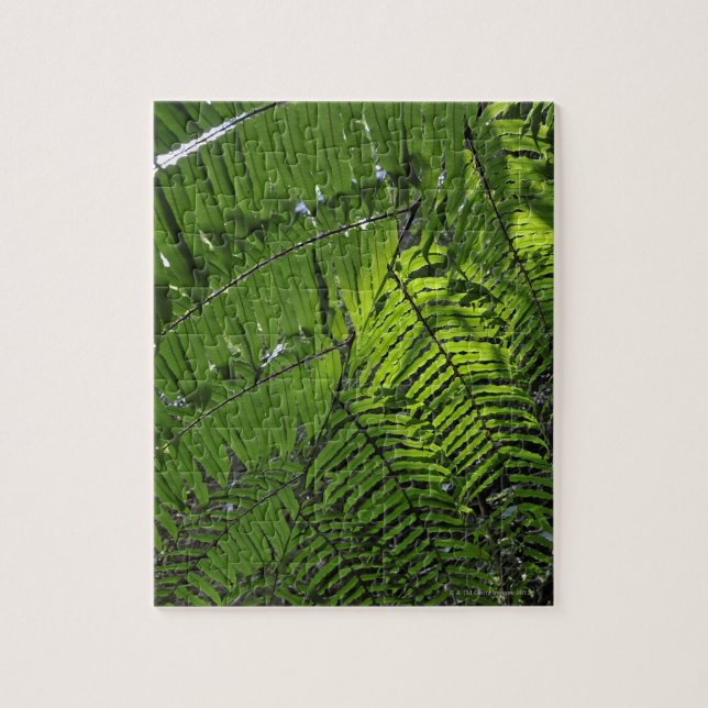 Bach MA Nationalpark (Vertikal)