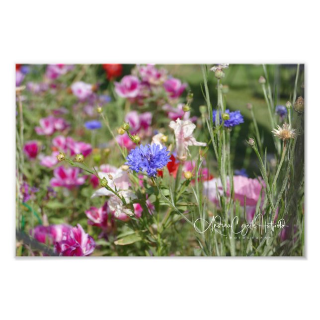 Bachelor Buttons Fotodruck (Vorne)