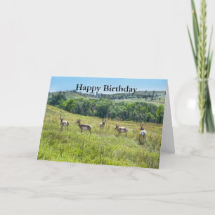 Bachelor Pronghorn Antelopes Glückwunsch zum Gebur Karte