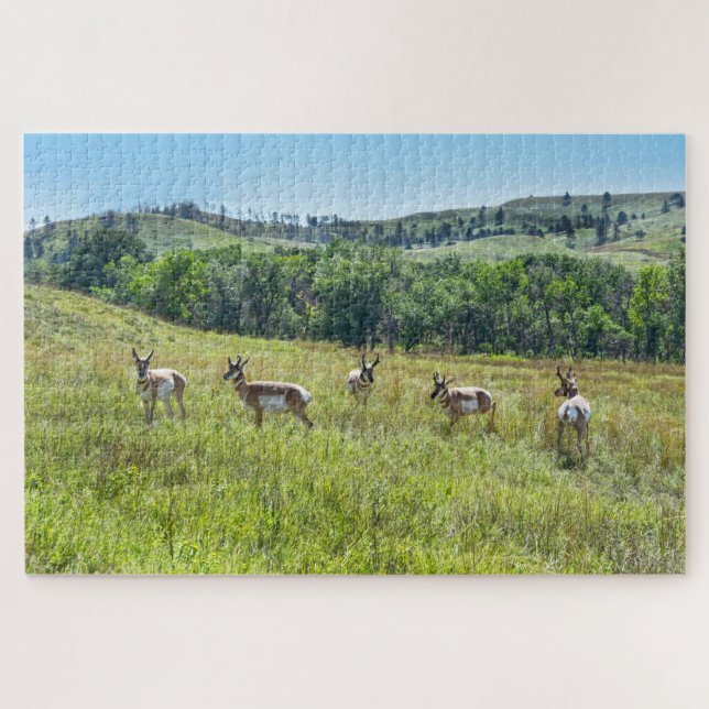 Bachelor Pronghorn Antelopes, Süddakota (Horizontal)