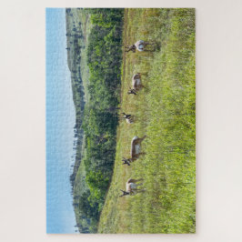 Bachelor Pronghorn Antelopes, Süddakota