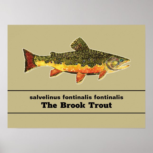 Bachforelle Fliege lateinischer Name Ichthyologie Poster (Vorne)