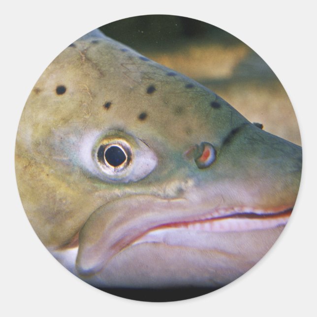 Bachforelle Runder Aufkleber (Vorderseite)