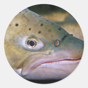 Bachforelle Runder Aufkleber