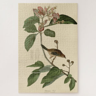 Bachman's Finch (Sparrow) Audubon Birds of America