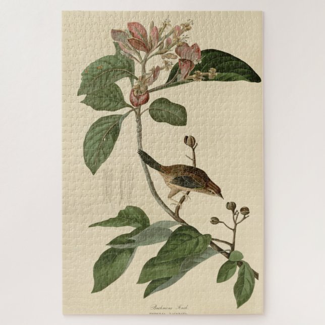 Bachman's Finch (Sparrow) Audubon Birds of America (Vertikal)