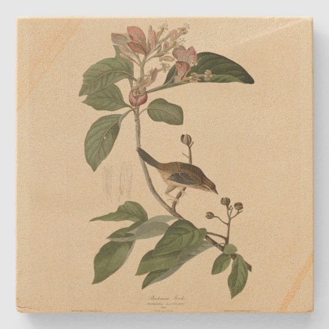 Bachman's Finch (Sparrow) Audubon Birds of America Steinuntersetzer (Vorderseite)