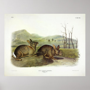 Bachman's Hare, Western Brush Rabbit von Audubon Poster