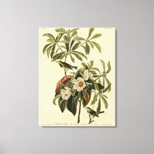 Bachman's Warbler von Audubons Vögeln von Amerika Leinwanddruck