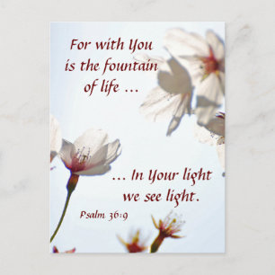 Backlit Cherry Blossoms 2 Postkarte