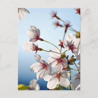 Backlit Cherry Blossoms Postkarte