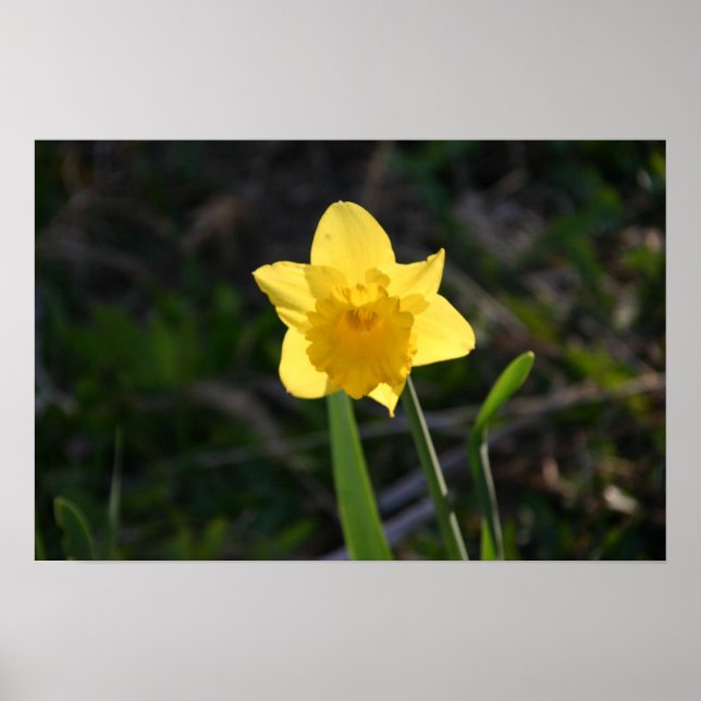 Backlit Daffodil Poster (Vorne)