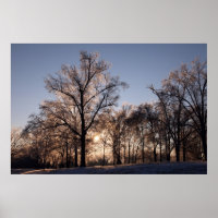 Backlit-Eisbäume